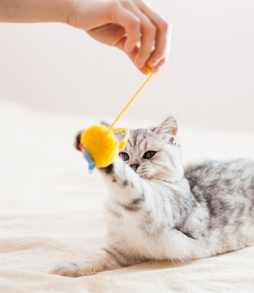 cómo jugar con un gato sin juguetes